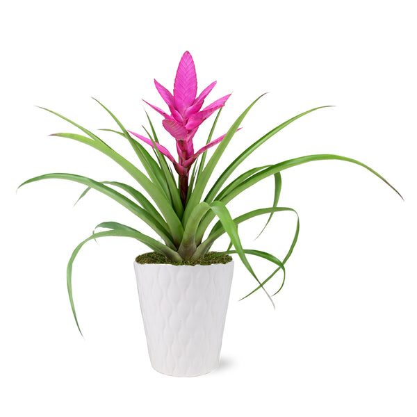 http://www.brighterblooms.com/cdn/shop/products/5IN-Evi-Pink-Antonio-Bromeliad-with-Moss-Topping-_1_grande.jpg?v=1666017378