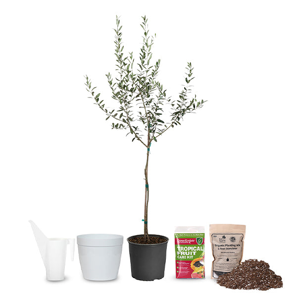 Olive Tree  Mini-Grow Kit –