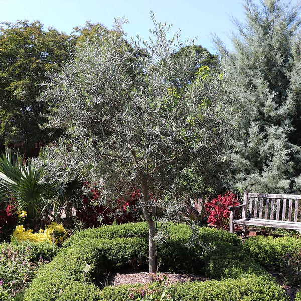 Decorative Arbequina Olive Tree