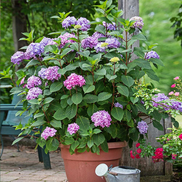 Endless Summer® BloomStruck® Hydrangeas for Sale 