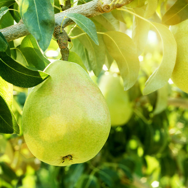 Beurre Bosc Pear Tree