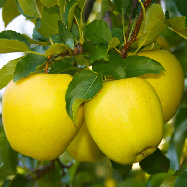 Dorsett Golden Apple Tree | The Dorsett Golden Apple Tree is a  self-pollinating dwarf tree that grows up to 10 feet tall. It thrives in  zones 5-9 and