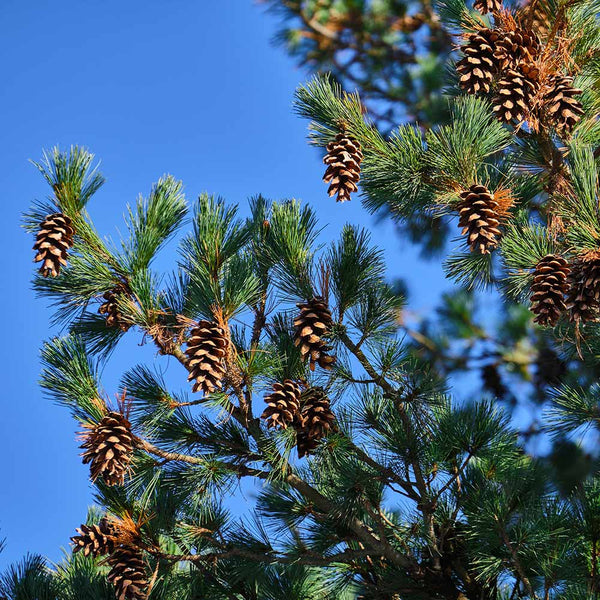 Eastern white pine is a tree to treasure