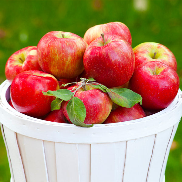 Apple Honeycrisp, Apples