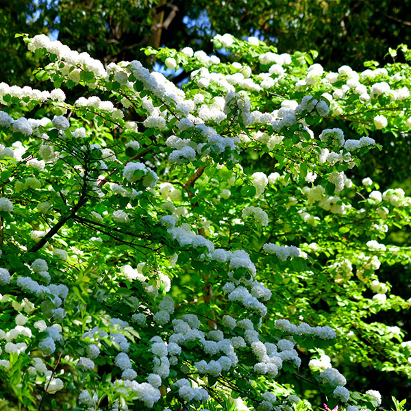 snowball viburnum hedge