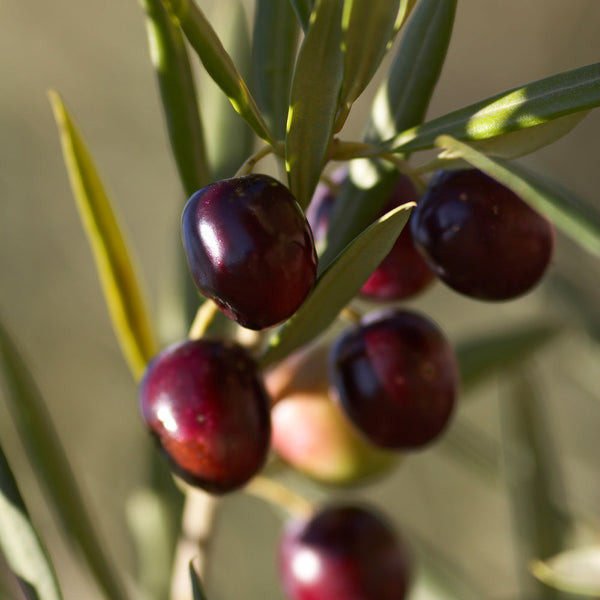 Koroneiki Olive Trees For Sale at Ty Ty Nursery