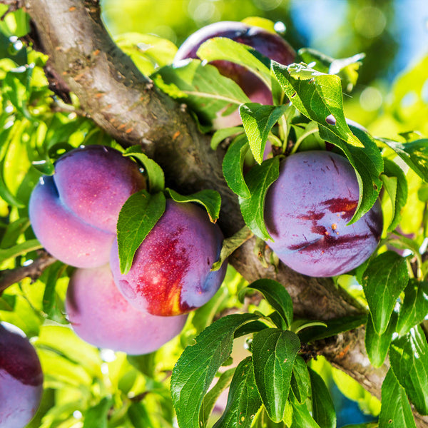 Methley Plum Trees For Sale 