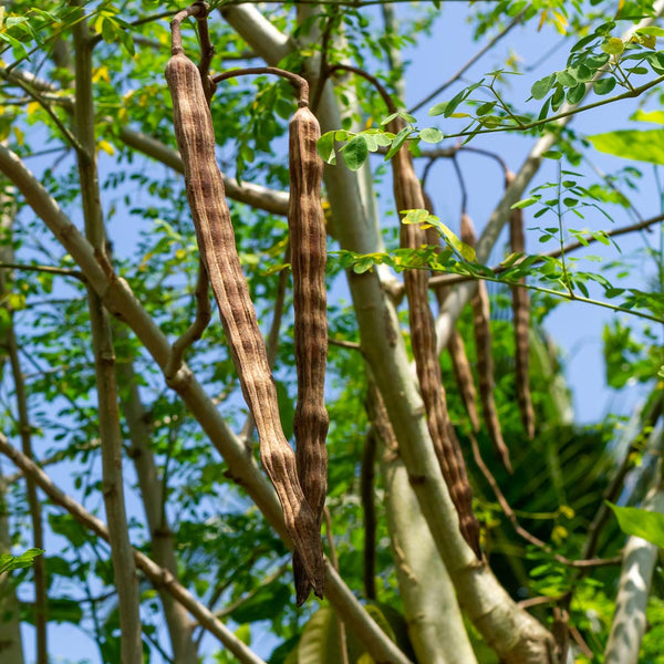 moringa tree fruit