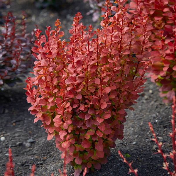 Orange Rocket Barberry Shrubs For Sale 5304