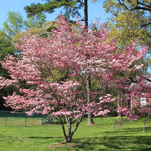 pink flowering dogwood leaf
