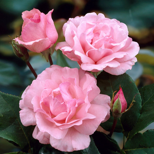 Rose 'The Queen Elizabeth II Rose' bare root