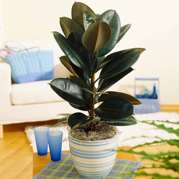 Buy Rubber Tree, Rubber Plant, Ficus elastica - Plant online from  Nurserylive at lowest price.