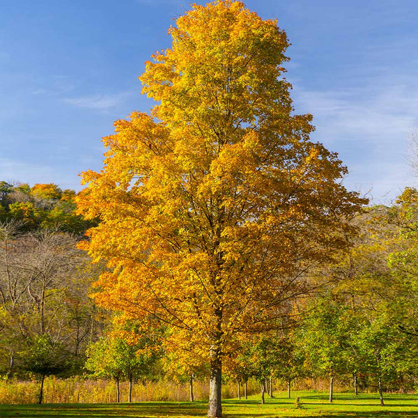 Silver Maple Trees For Sale | BrighterBlooms.com