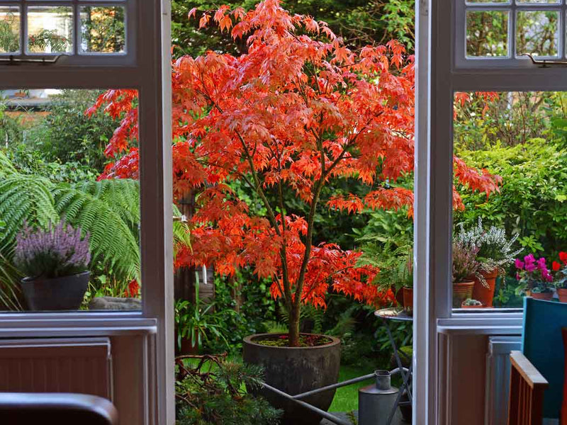 Vanilla Strawberry™ Hydrangea Trees for Sale