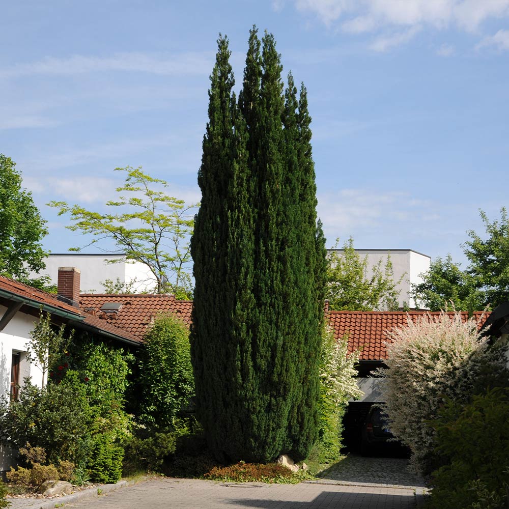 Brodie Eastern Red Cedar Trees for Sale BrighterBlooms