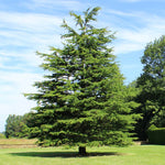 Deodar Cedar Tree