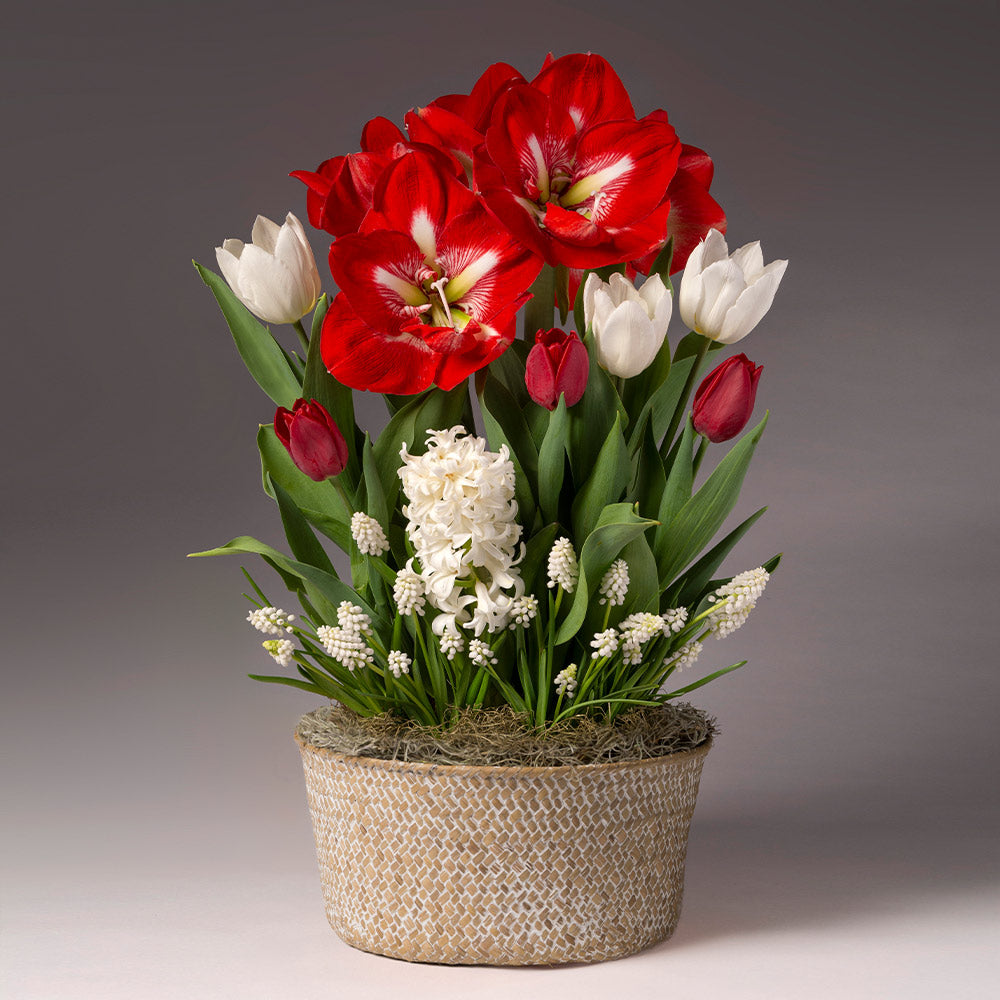 Christmas flowers deals sale