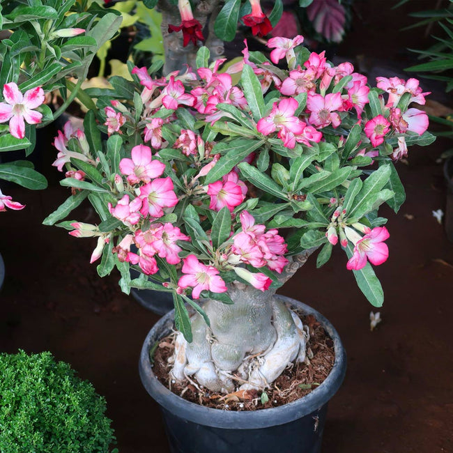 Desert Rose Adeniums for Sale | BrighterBlooms.com