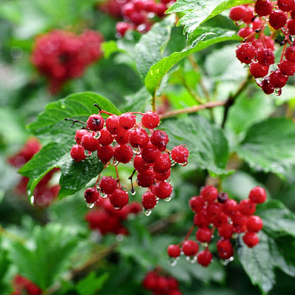 American Cranberry Bushes for Sale | BrighterBlooms.com