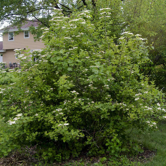 American Cranberry Bushes for Sale | BrighterBlooms.com