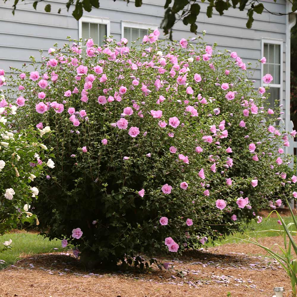 rose of sharon bush shrubs