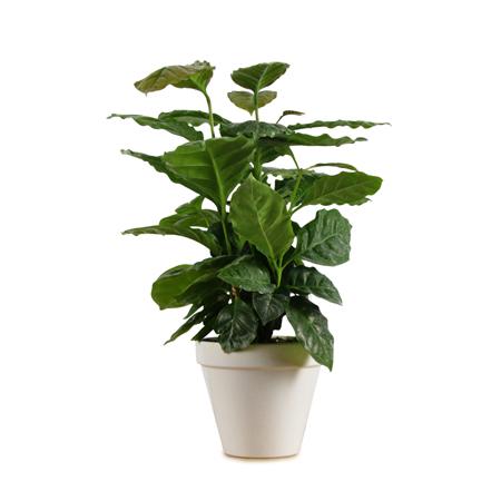 Arabica Coffee Gift Plants for Sale | BrighterBlooms.com