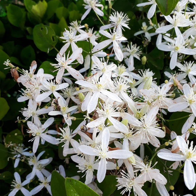 Armandii Clematis Vines for Sale | BrighterBlooms.com