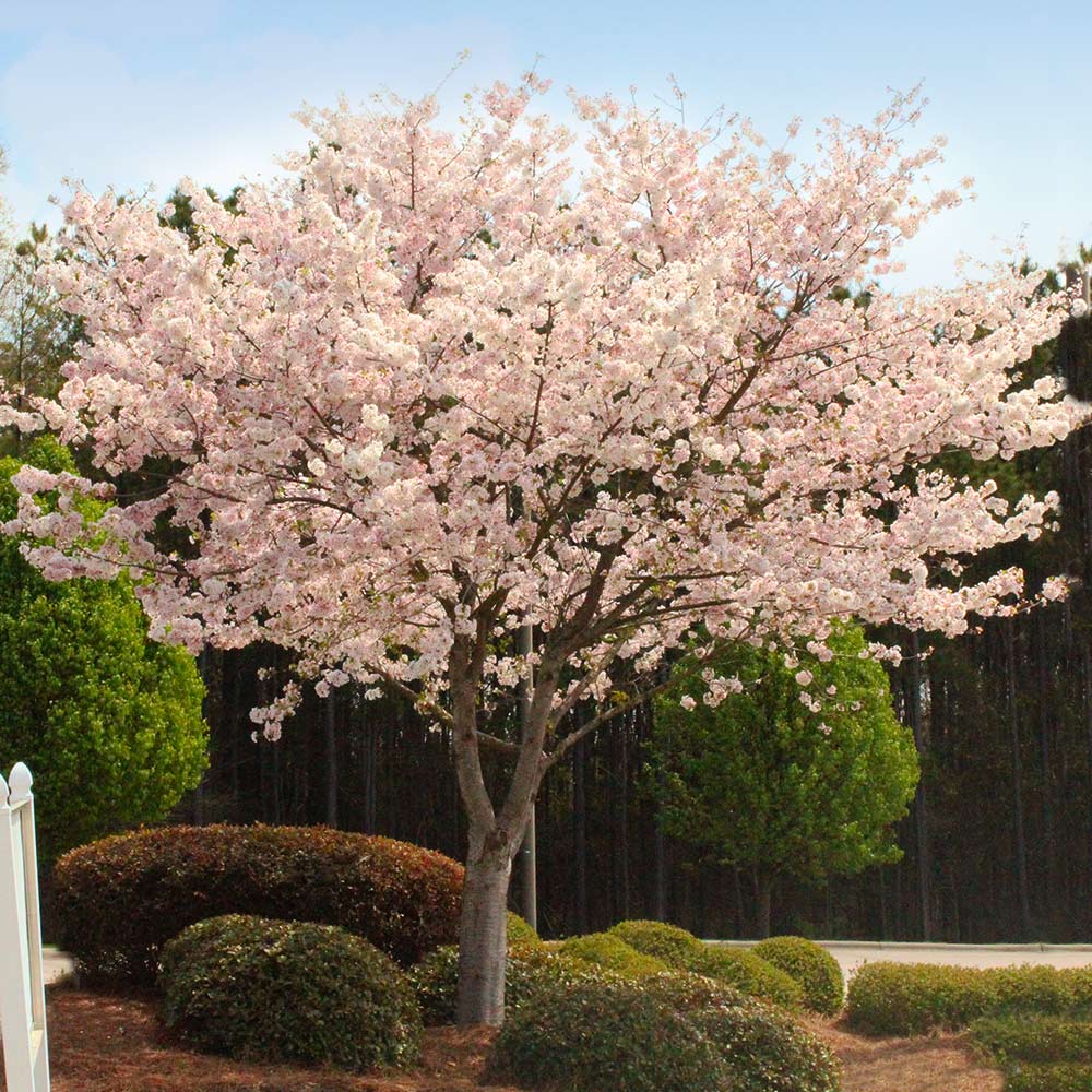 Cherry blossom deals tree for sale