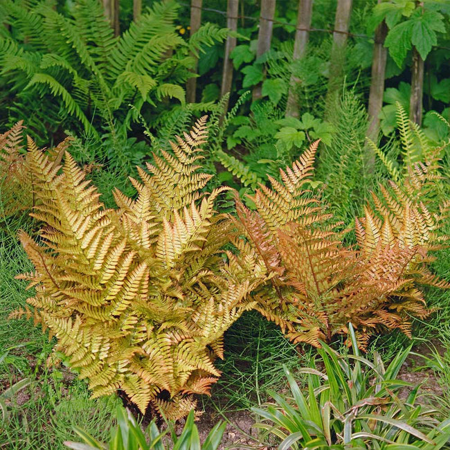 Brilliance Autumn Ferns for Sale | BrighterBlooms.com