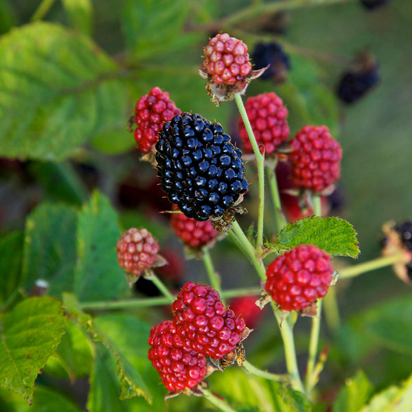 Bushel and Berry® Baby Cakes Blackberry® Bushes | BrighterBlooms.com