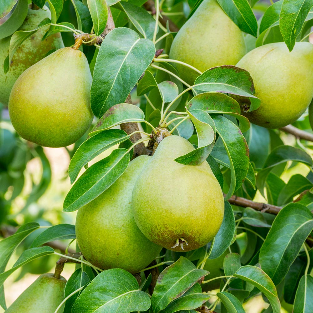 Buy Bartlett Pear Trees Online