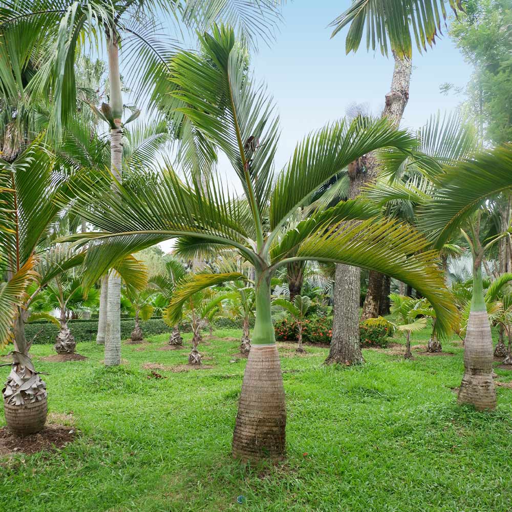Bottle Palm Trees for Sale