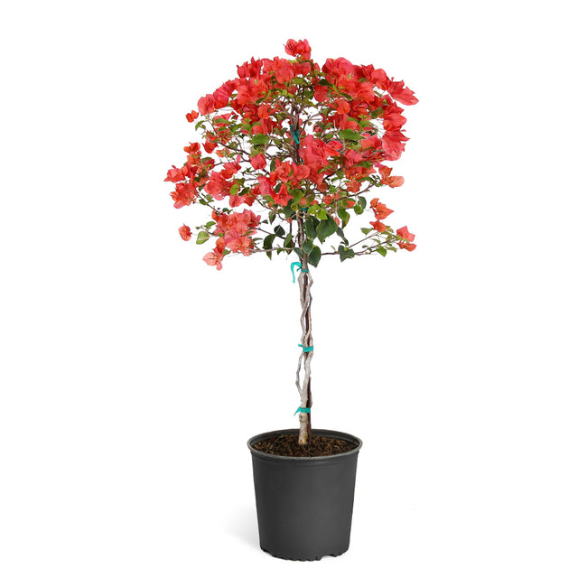 Sundown Orange Bougainvillea for Sale | BrighterBlooms.com