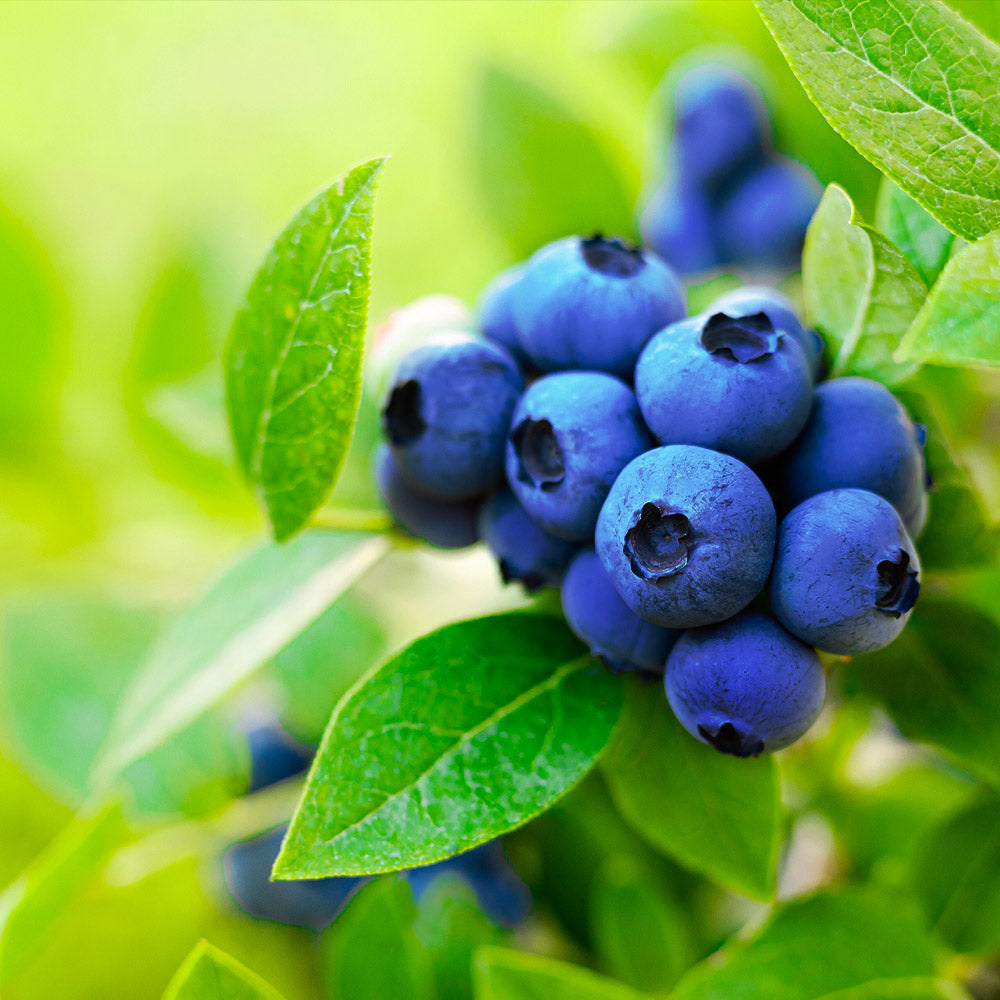 Brightwell Blueberry Bushes for Sale | BrighterBlooms.com