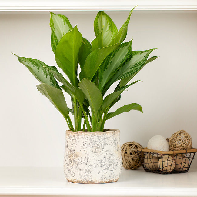 Green Chinese Evergreen Plants for Sale | BrighterBlooms.com