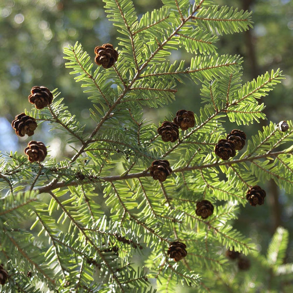 Canadian Hemlock Trees for Sale | BrighterBlooms.com