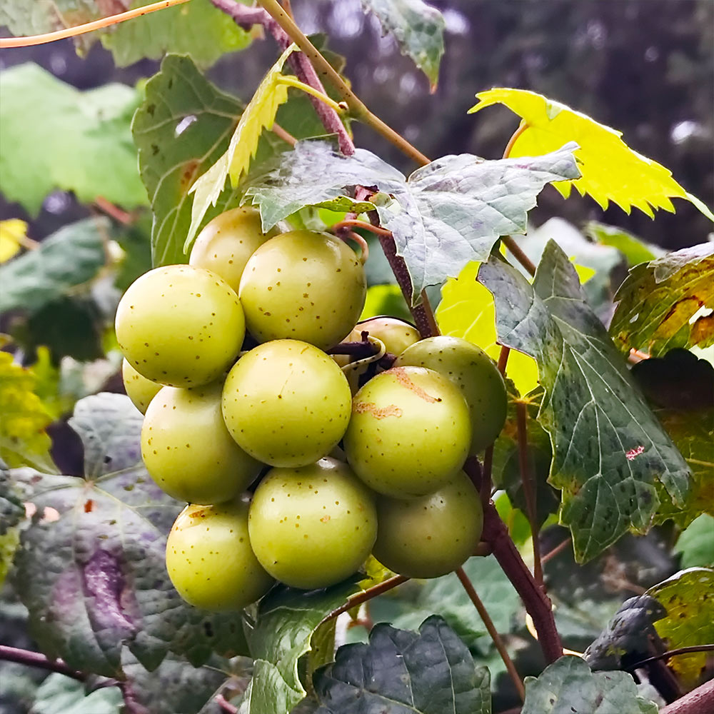 Carlos Scuppernong Grapes for Sale | BrighterBlooms.com