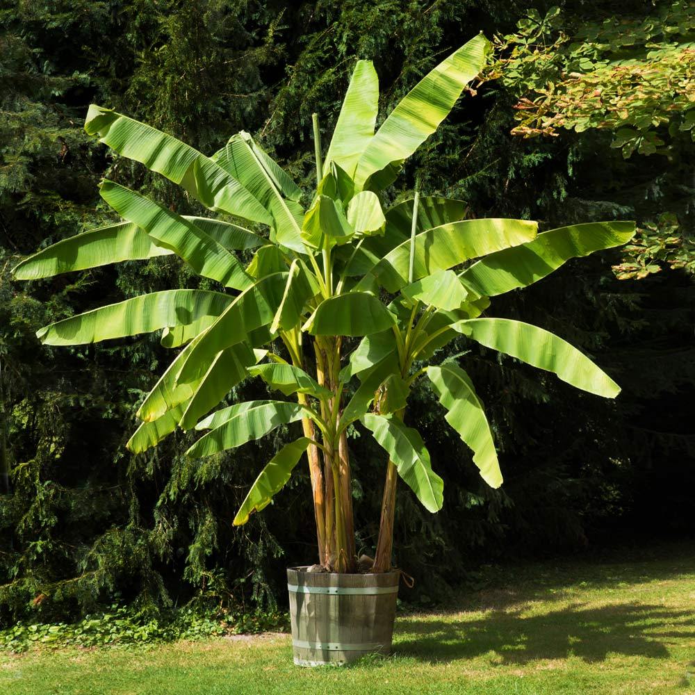 tropical banana trees