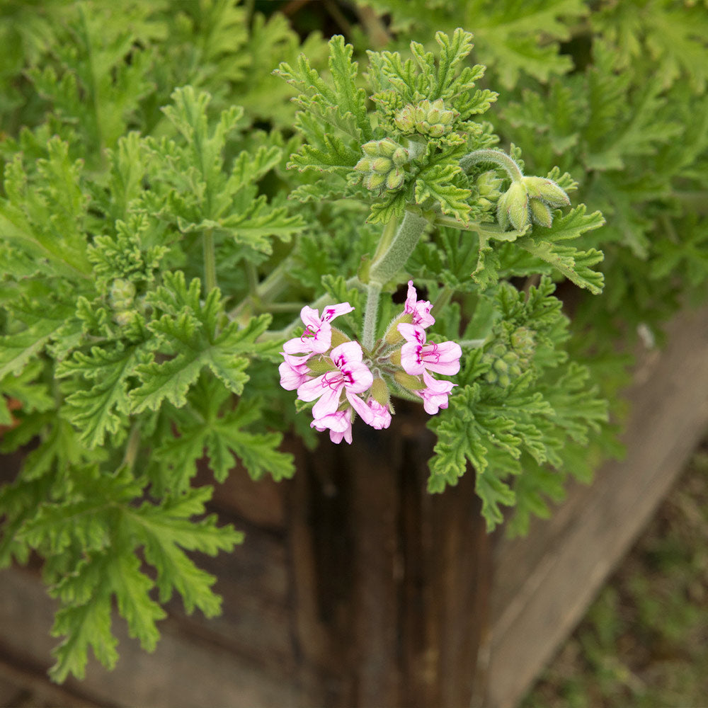 Citronella mosquito clearance repellent