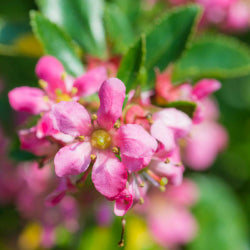 Dwarf Escallonia Plants for Sale | BrighterBlooms.com