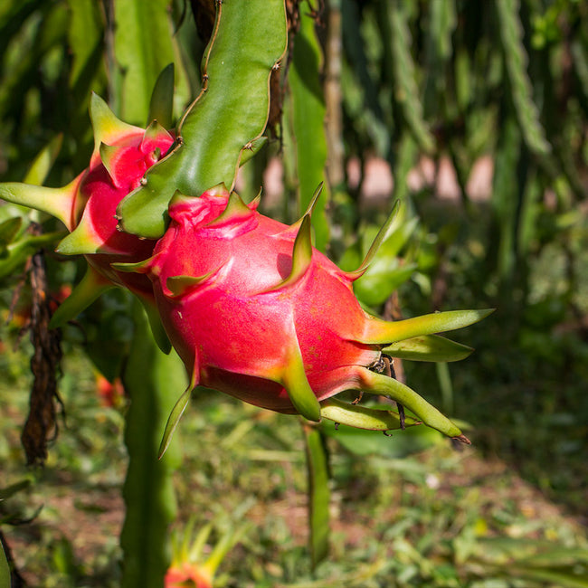 Dragon Fruit Flower Bud Royalty-Free Images, Stock Photos