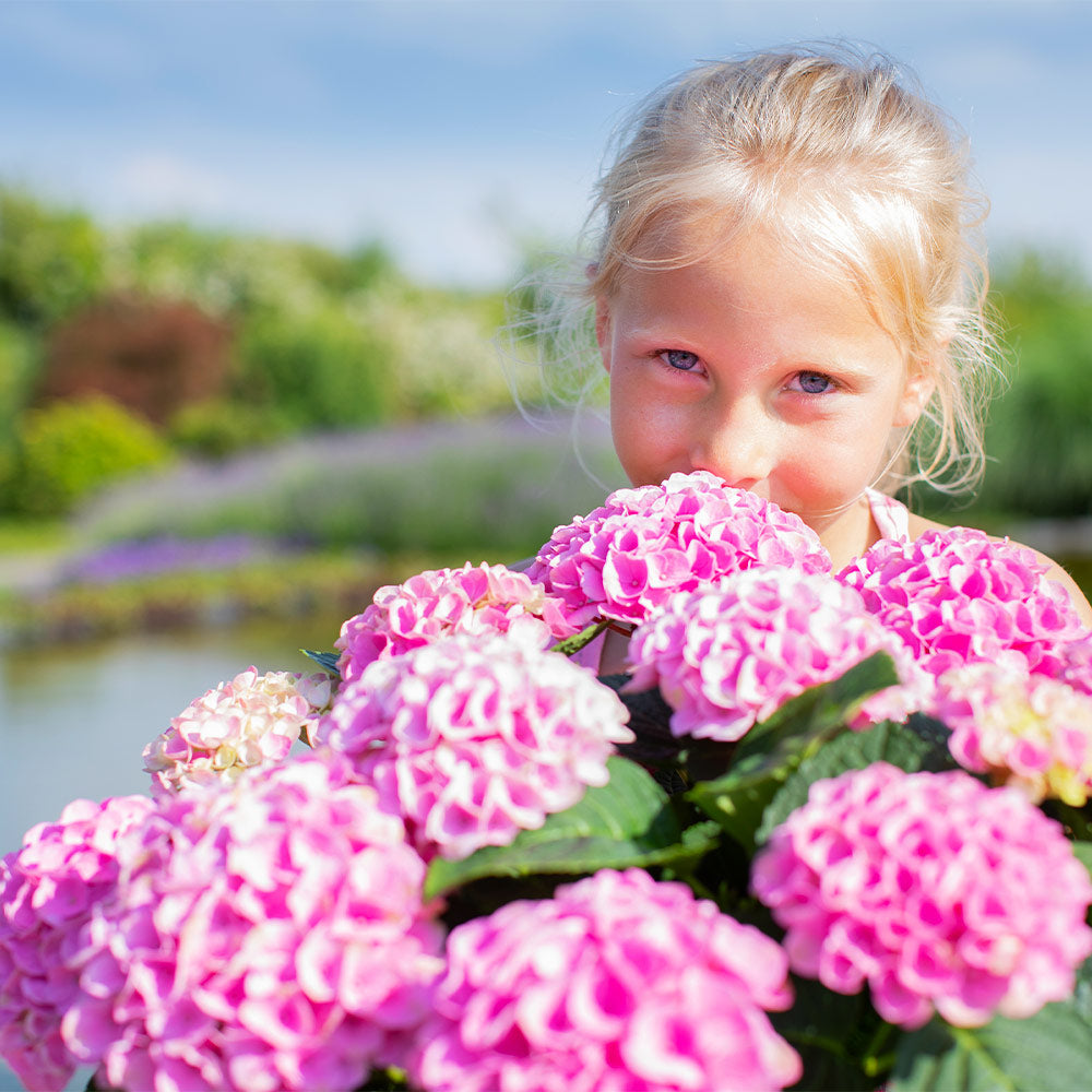 Hydrangea Girl