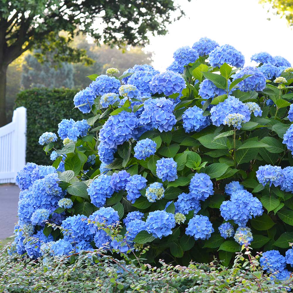 Hydrangea on sale