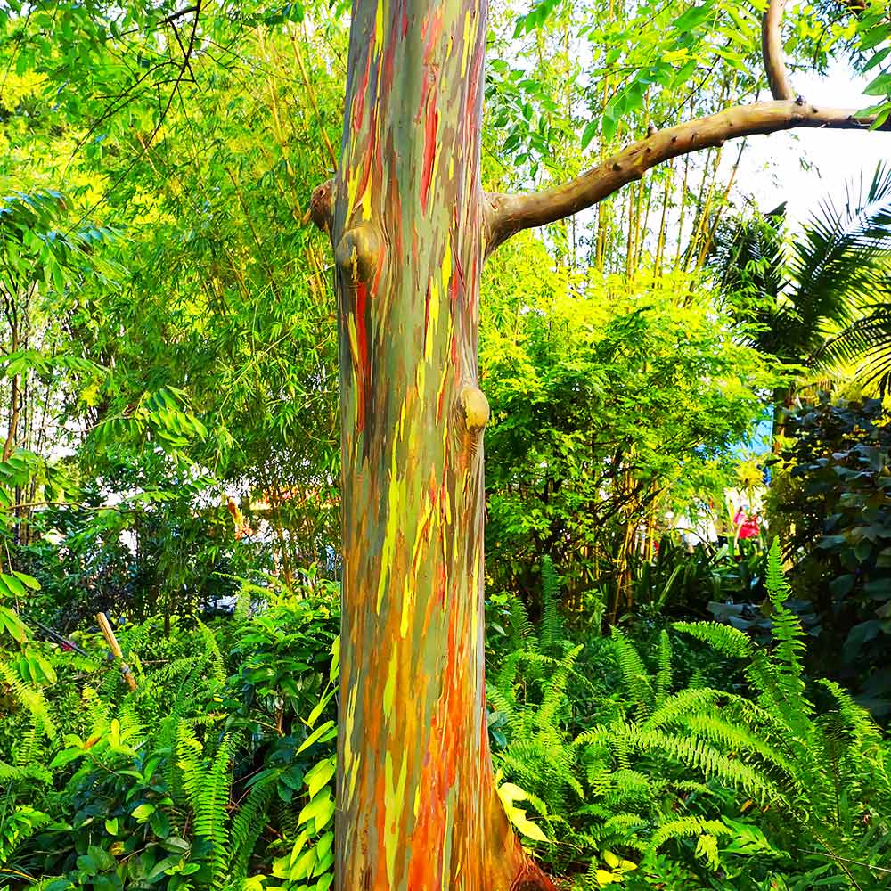 Rainbow Eucalyptus Trees for Sale | BrighterBlooms.com