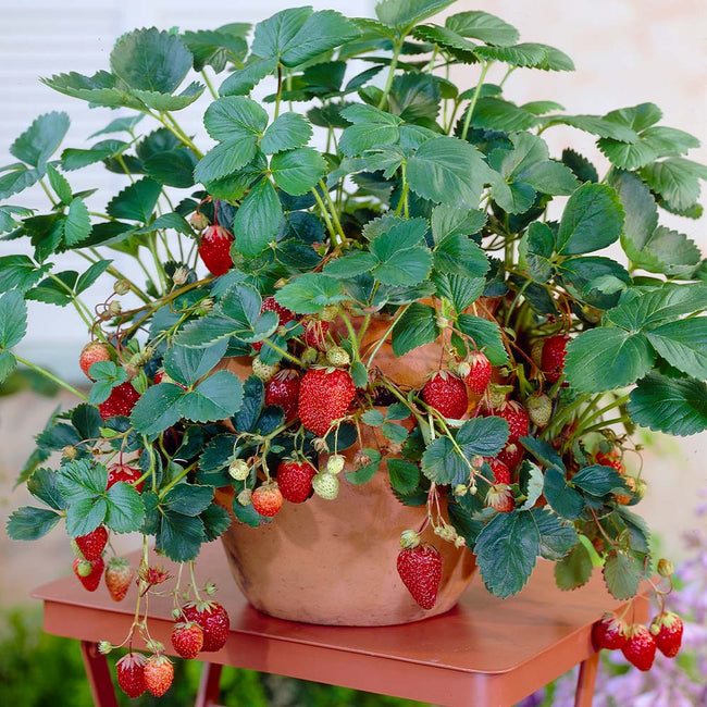 Everbearing Strawberry Bushes for Sale | BrighterBlooms.com