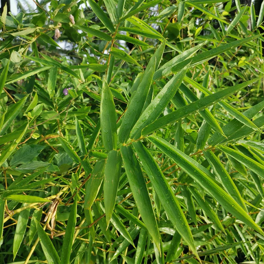 Bamboo