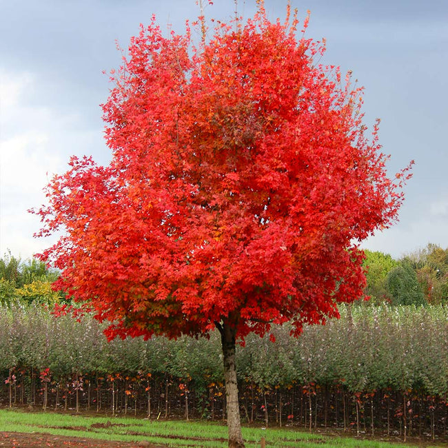 Flashfire® Maple Trees for Sale | BrighterBlooms.com