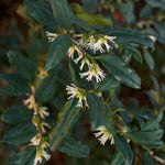 Evergreen Growth in the Golden State