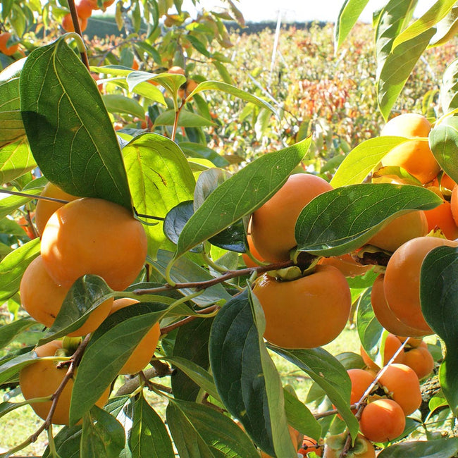 Fuyu Persimmon Trees for Sale | BrighterBlooms.com