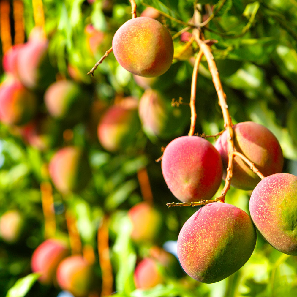images of mango trees